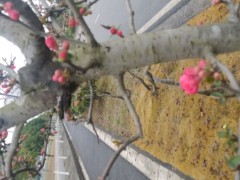 hr頭像