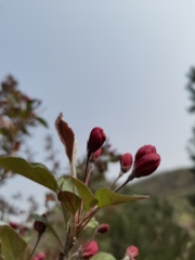 hr頭像