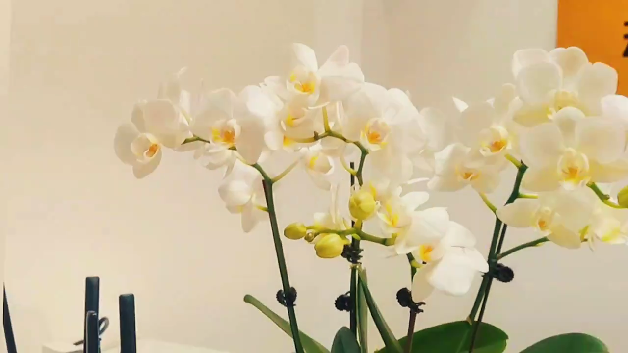 视频封面1