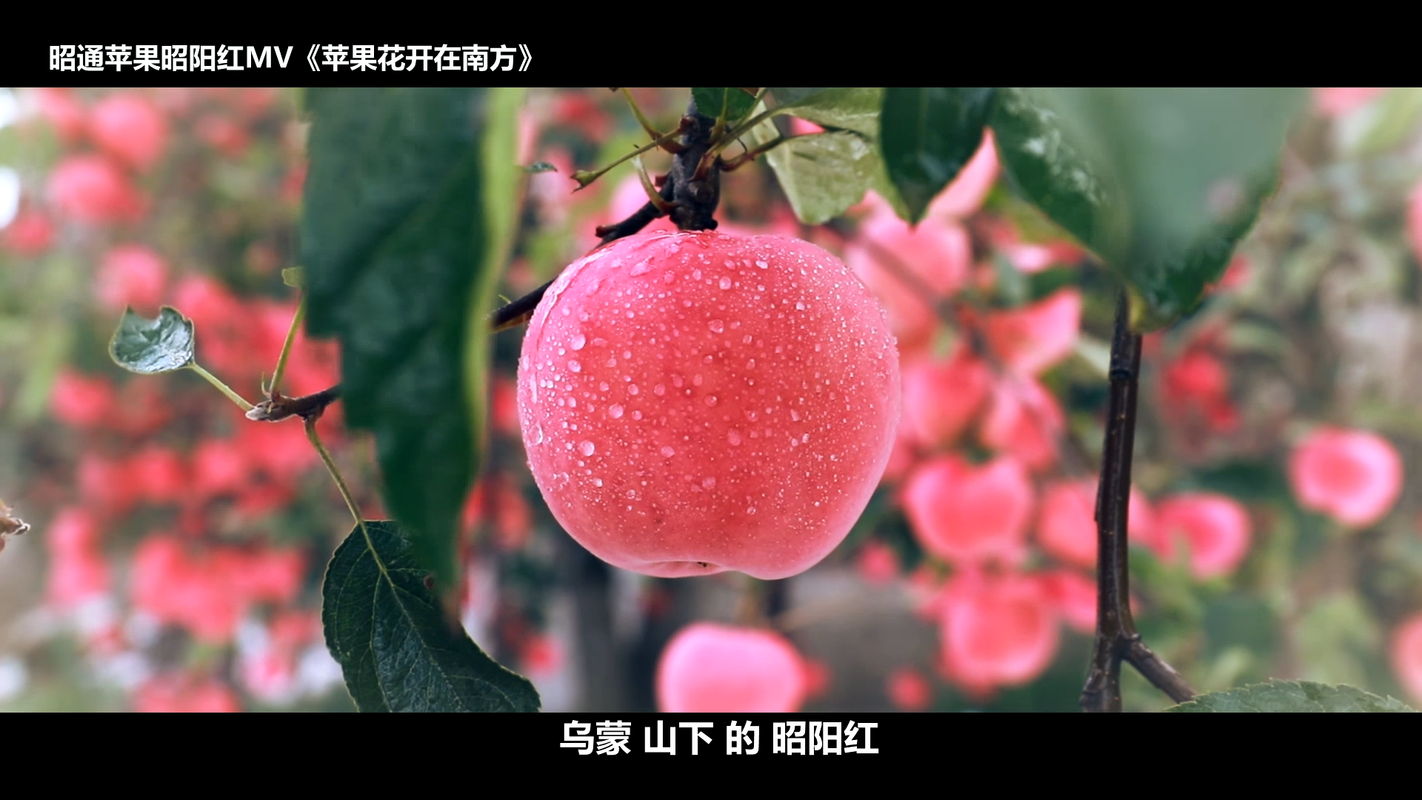 视频封面1