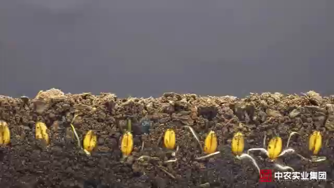 视频封面1