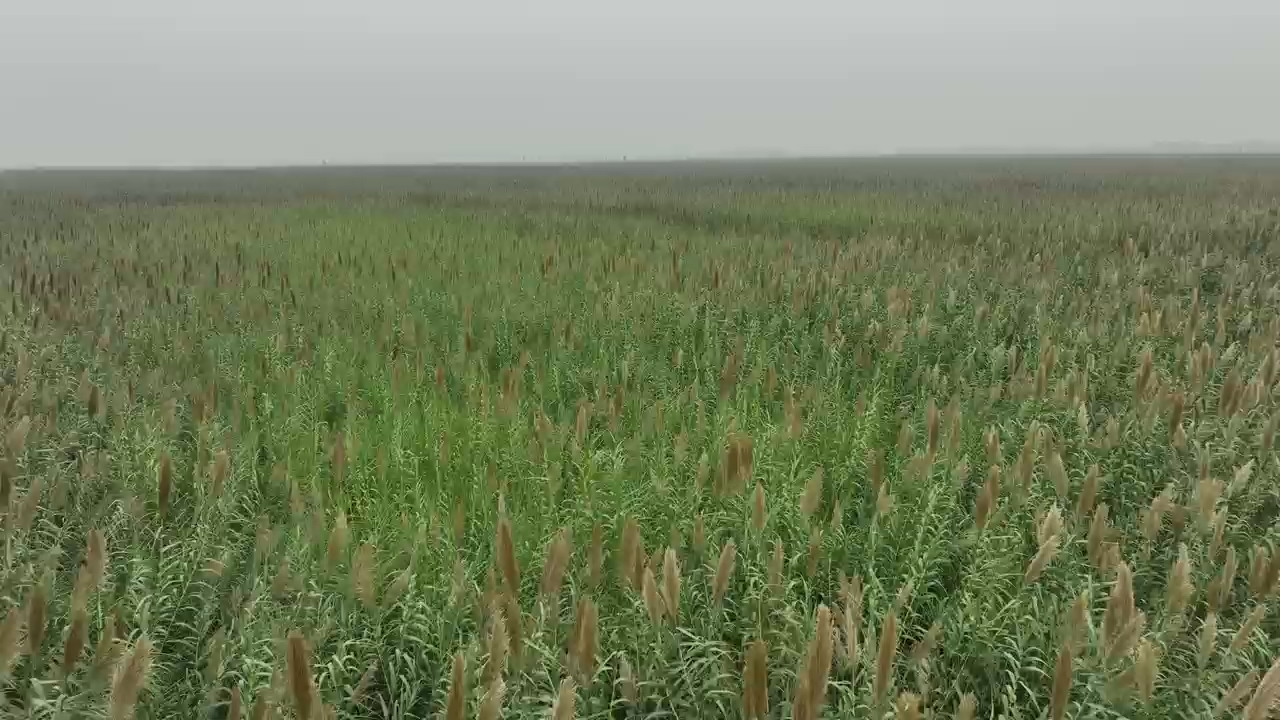 视频封面3