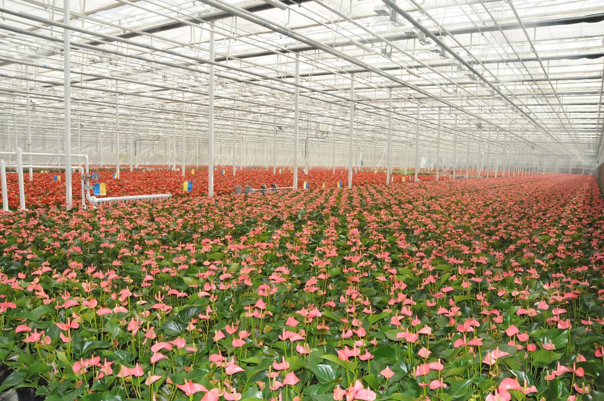 天津市东信国际花卉有限公司