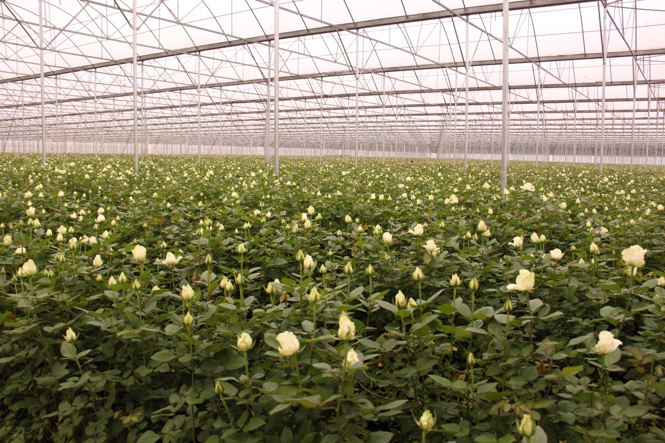 昆明花卉基地联系方式图片