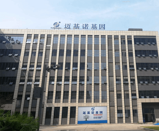 迈基诺基因