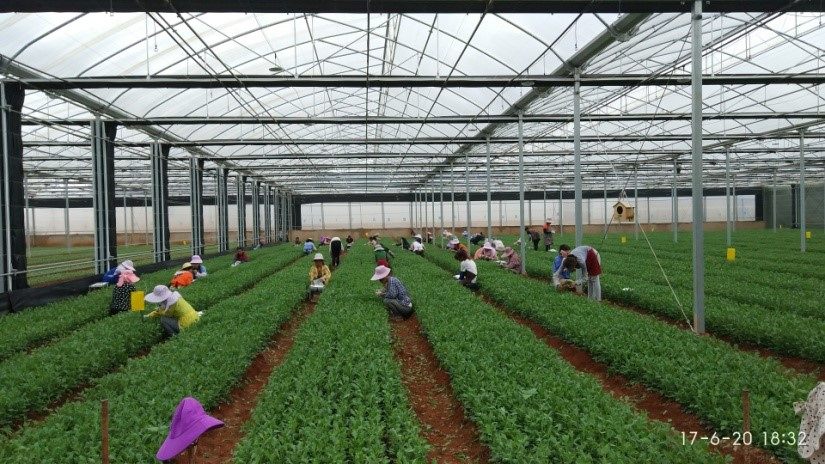 上海虹华园艺有限公司