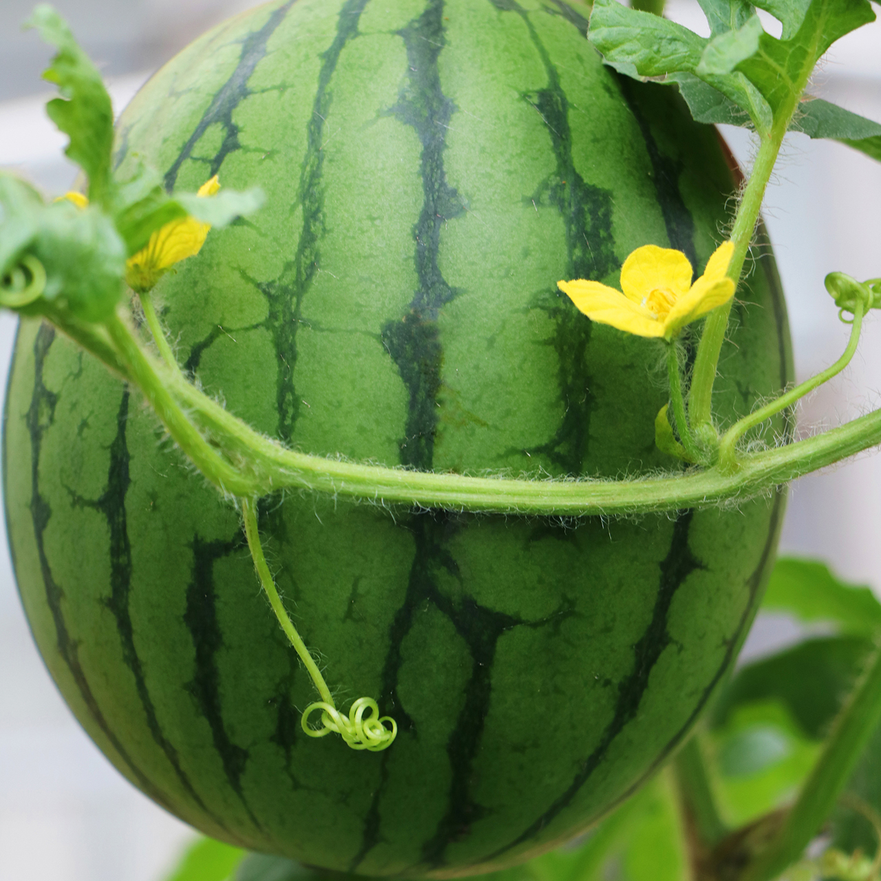 新疆蔬乐农业发展有限公司