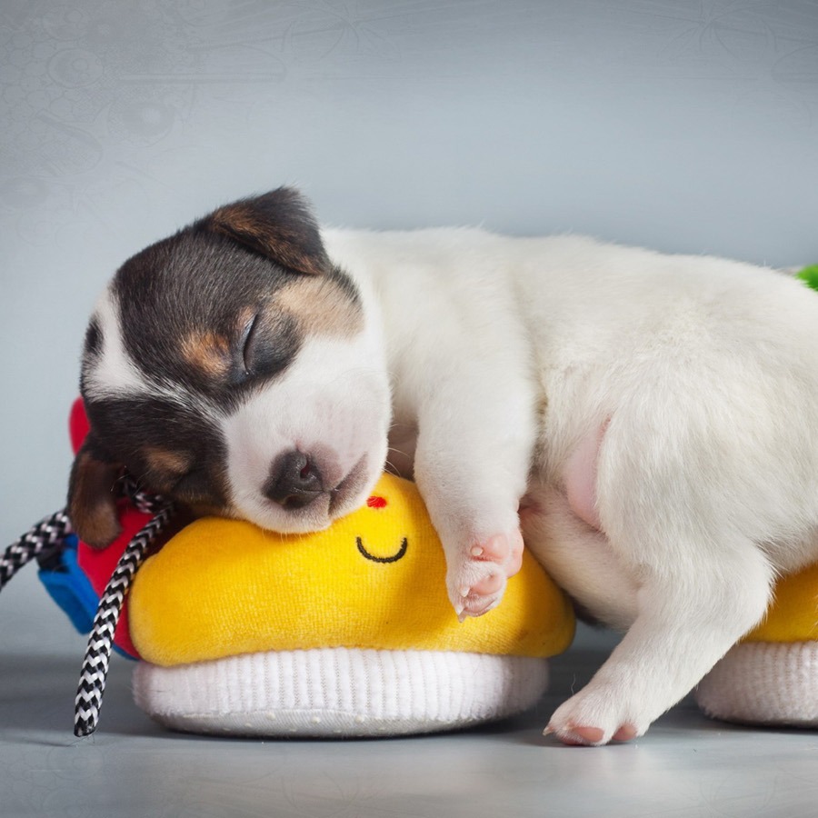 职位发布者头像