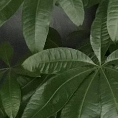 hr頭像