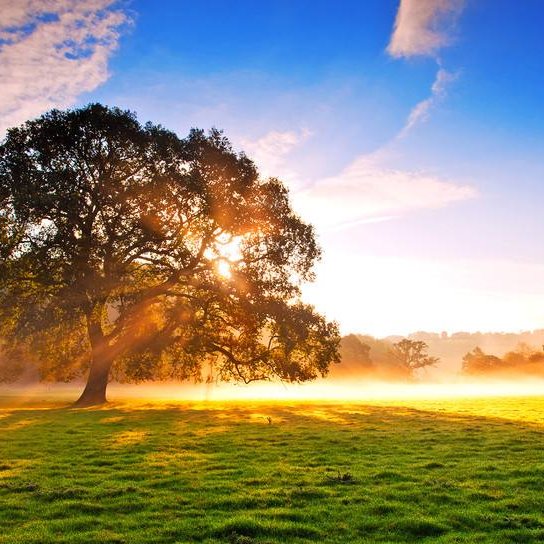 职位发布者头像