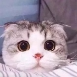 hr头像