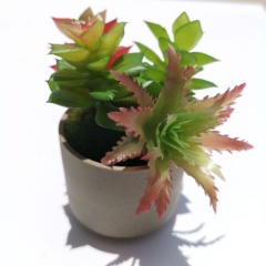 hr頭像