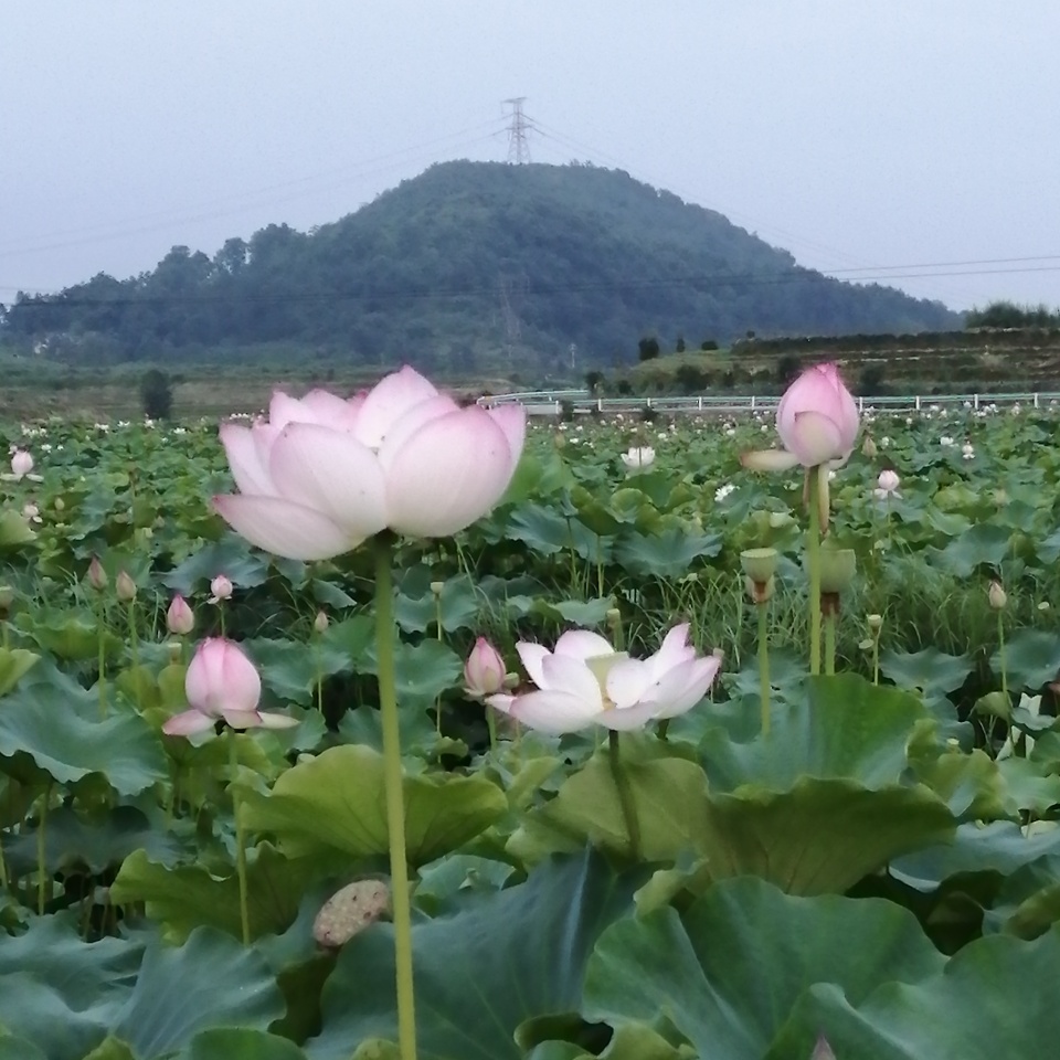 职位发布者头像