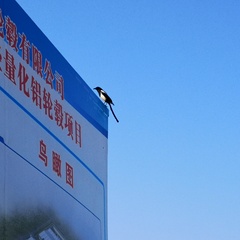 hr头像