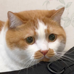 hr頭像