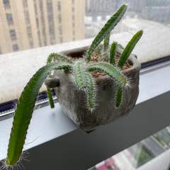 hr頭像