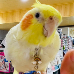 hr頭像