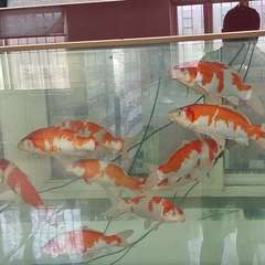 hr頭像