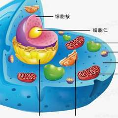 hr頭像