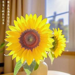 hr頭像