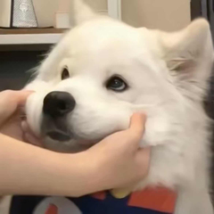 hr頭像