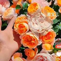hr頭像