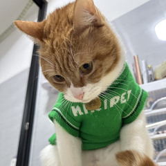 hr頭像