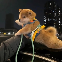 hr頭像