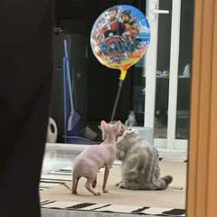 hr頭像