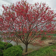 hr頭像