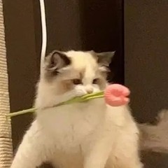 hr頭像
