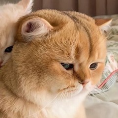 hr頭像