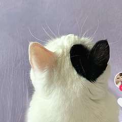 hr頭像