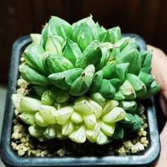 hr頭像