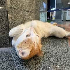 hr頭像