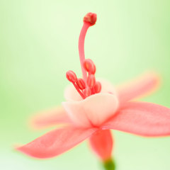 hr頭像