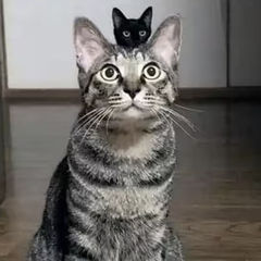 hr頭像