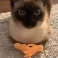 hr頭像