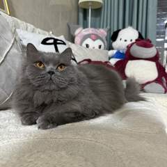 hr頭像