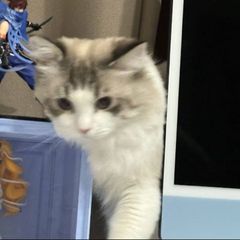 hr頭像