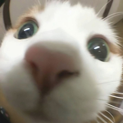 hr頭像