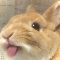 hr頭像