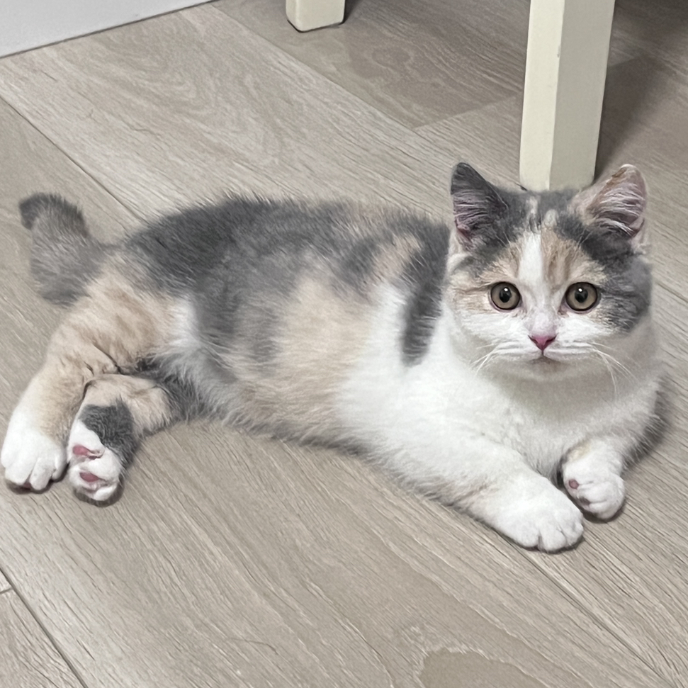 职位发布者头像