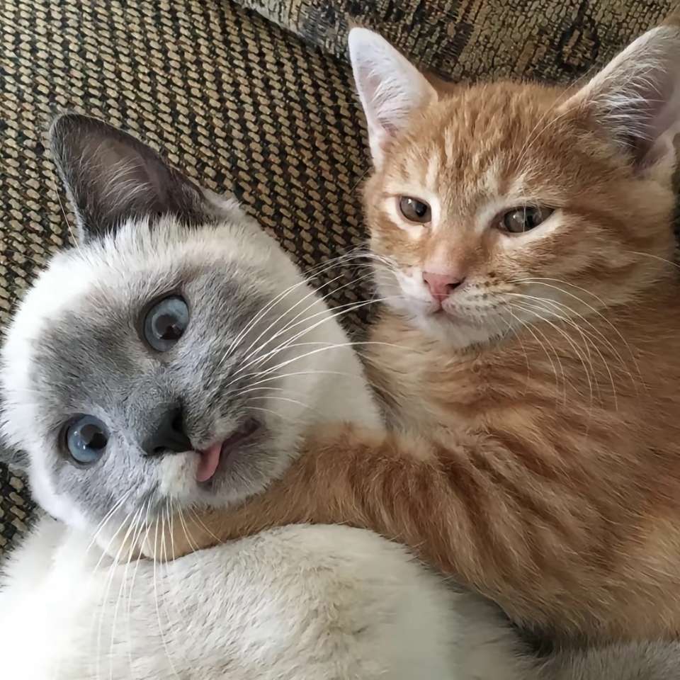 职位发布者头像