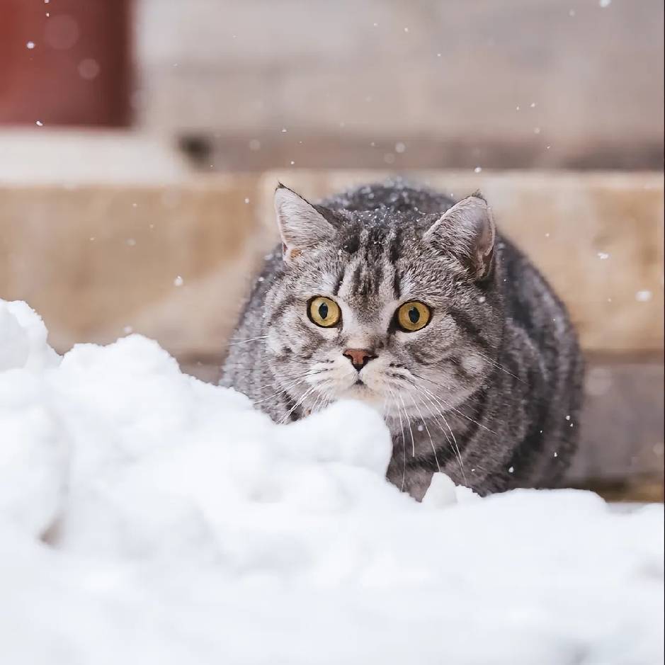 职位发布者头像
