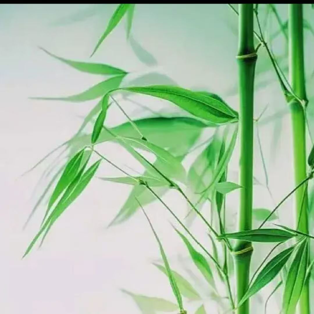 职位发布者头像