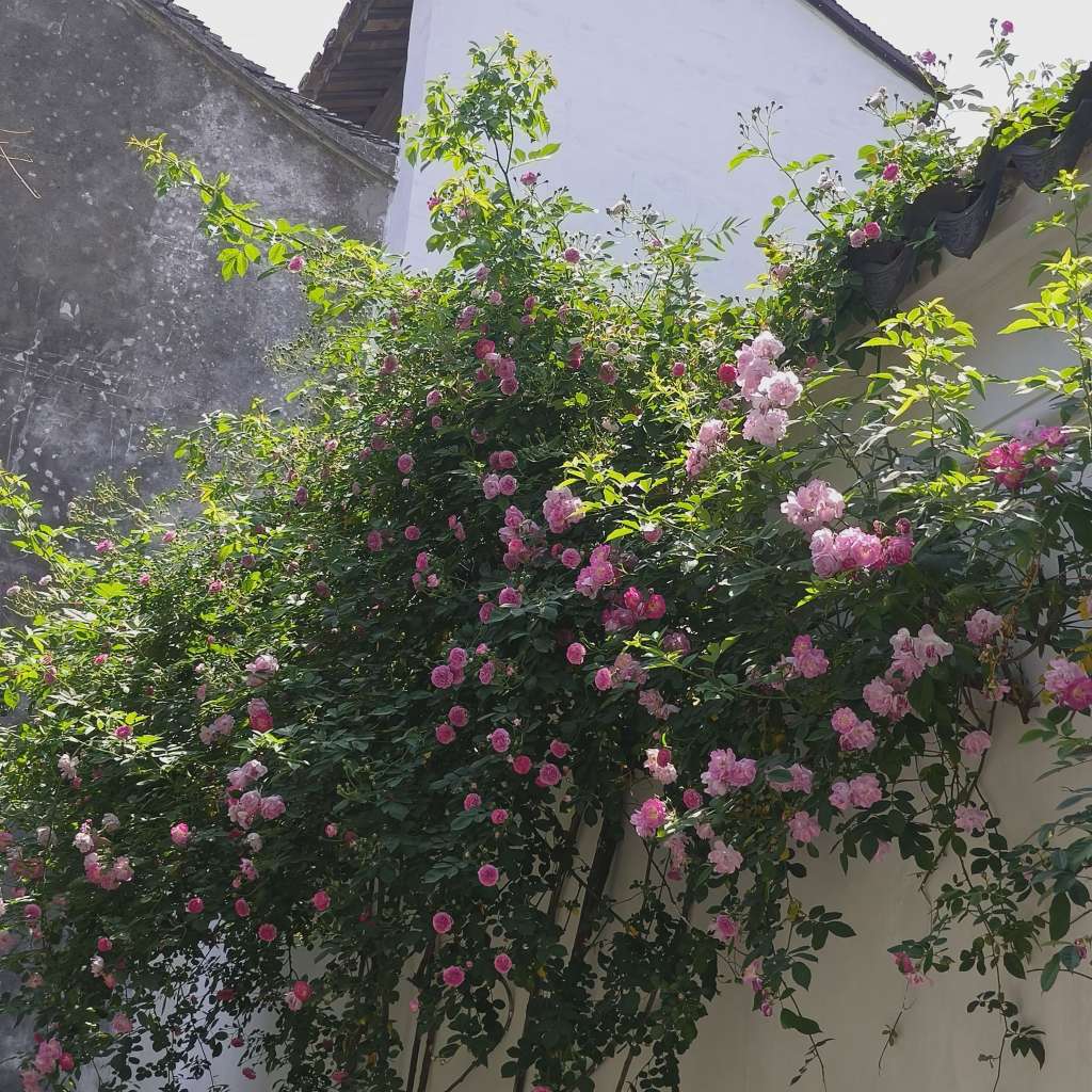 职位发布者头像