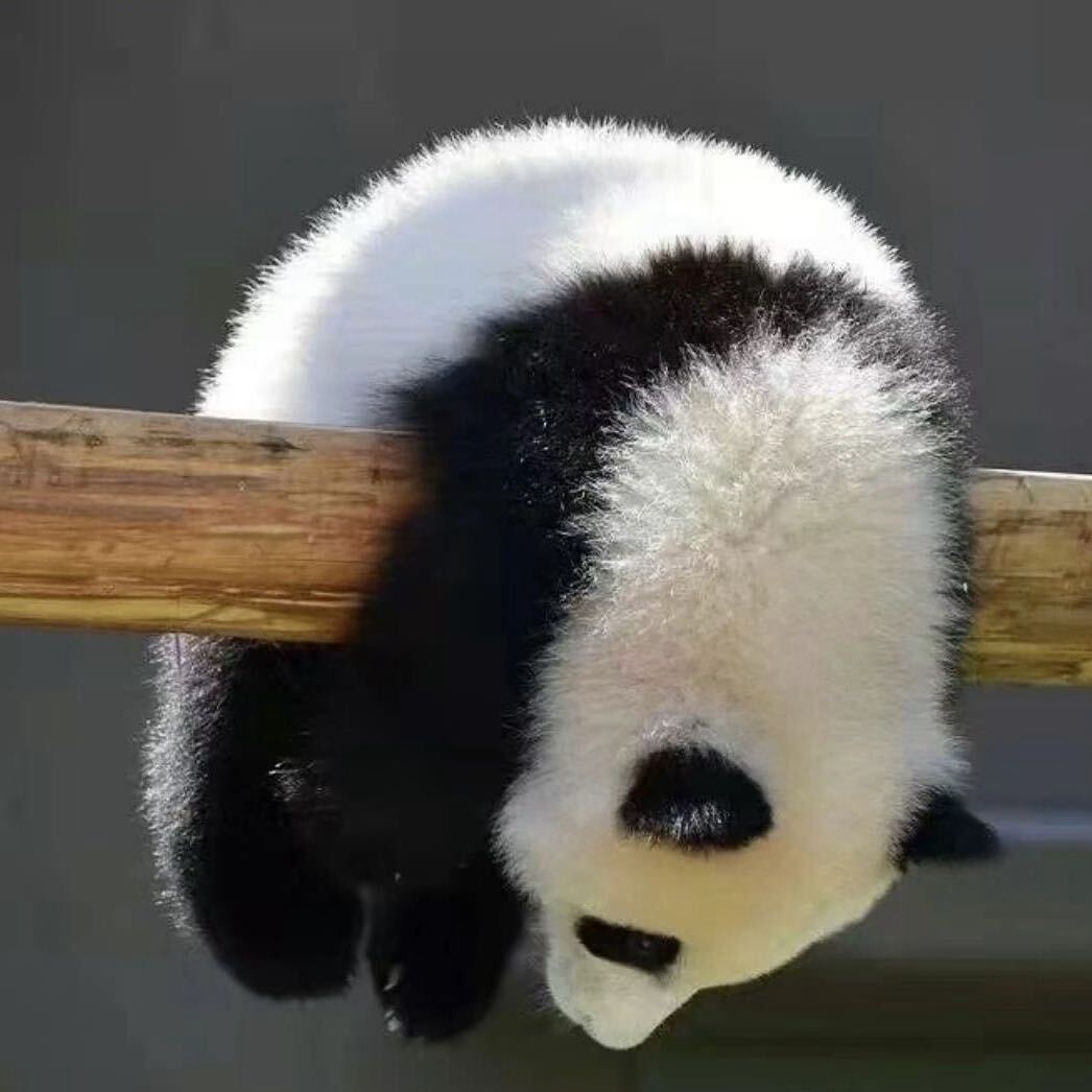 职位发布者头像