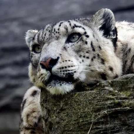 职位发布者头像