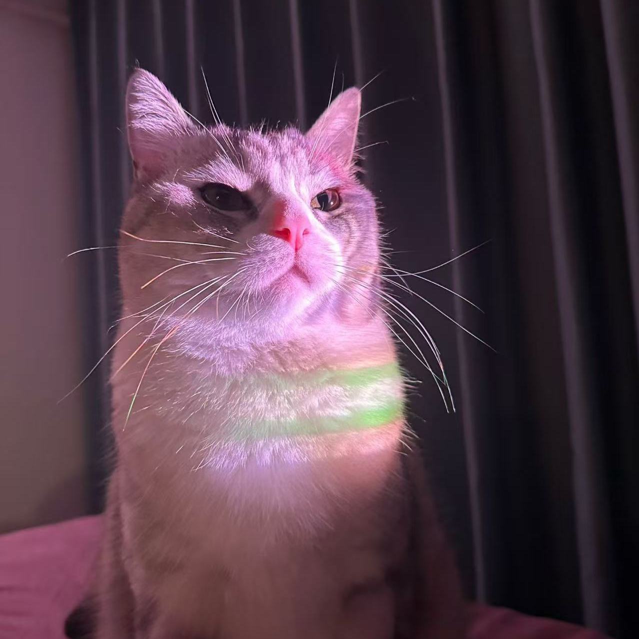 职位发布者头像